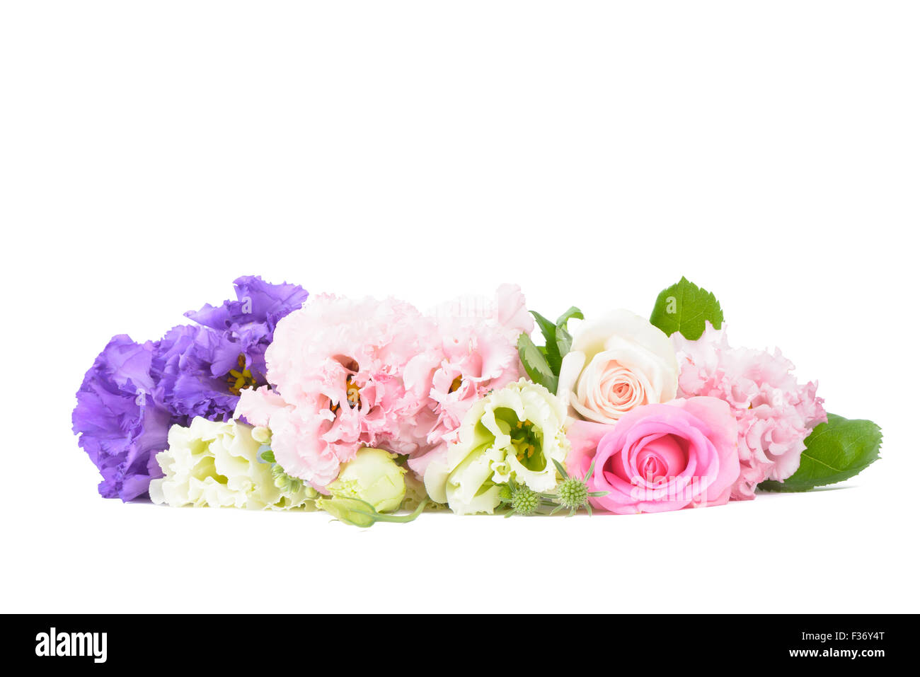 lila und rosa Nelken und Rosen isoliert auf weiss Stockfoto