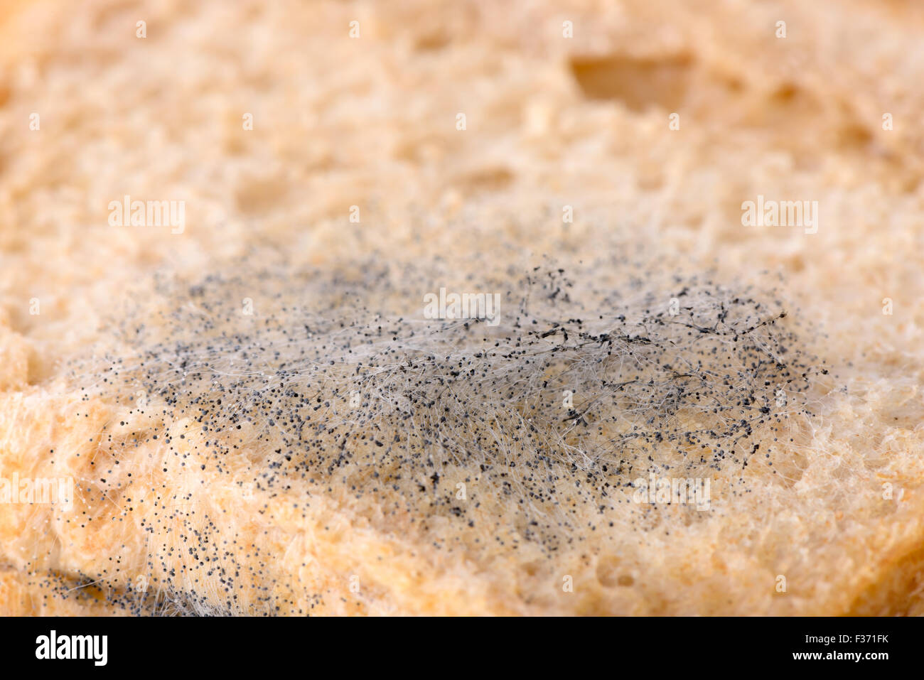 Makro-Bild der schwarzen Schimmel auf geschnittenem Brot Stockfoto
