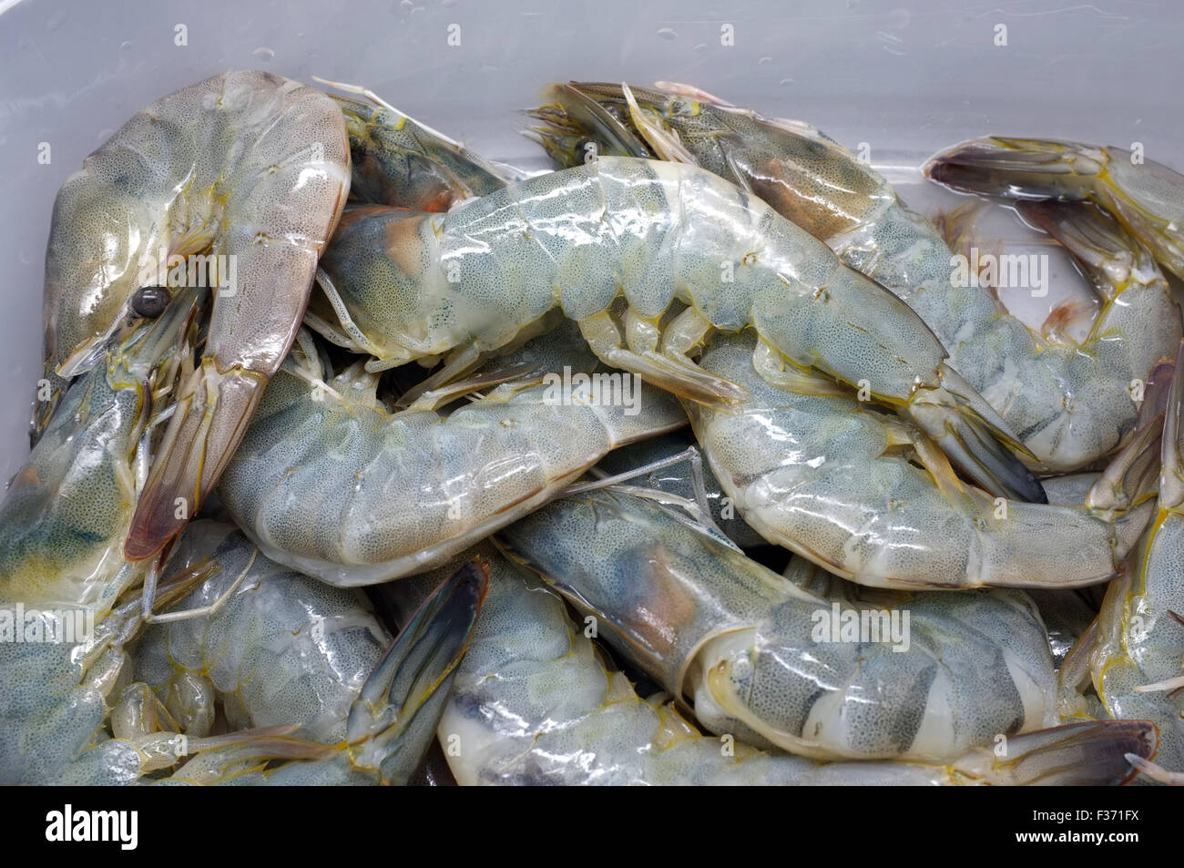 Frische rohe Garnelen, Shrimps, Meeresfrüchte Stockfoto