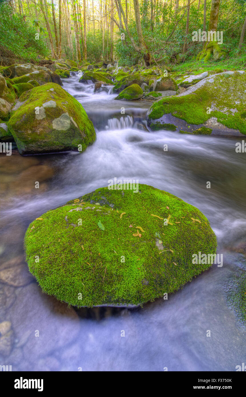 Die Roaring Fork Motor Naturlehrpfad in den Great Smoky Mountains National Park Stockfoto