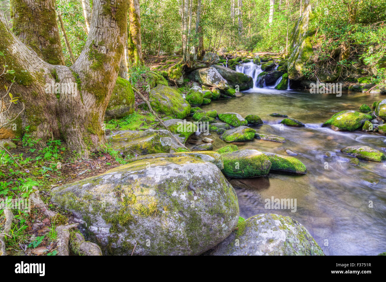 Die Roaring Fork Motor Naturlehrpfad in den Great Smoky Mountains National Park Stockfoto