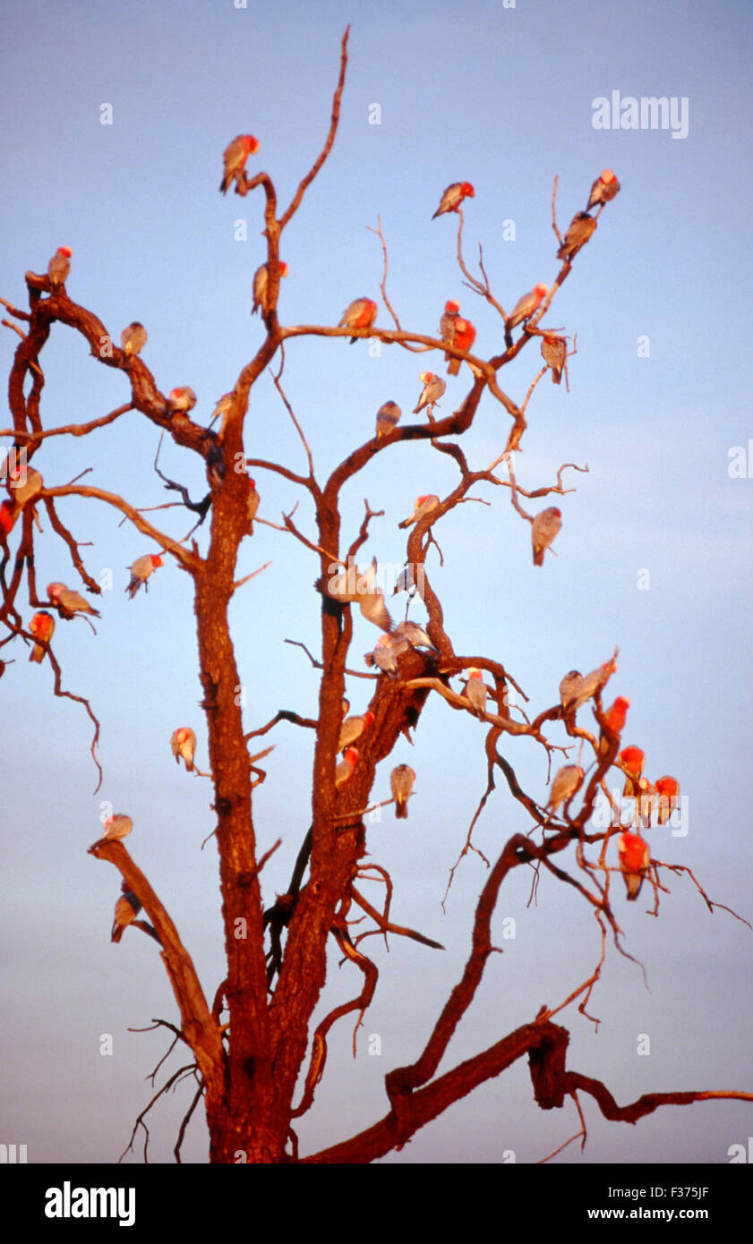 Herden von GALAHS (CACATUA ROSEICAPILLA) Rastplätze in hohen Bäumen sind ein vertrauter Anblick in Zentral- Australien. Stockfoto