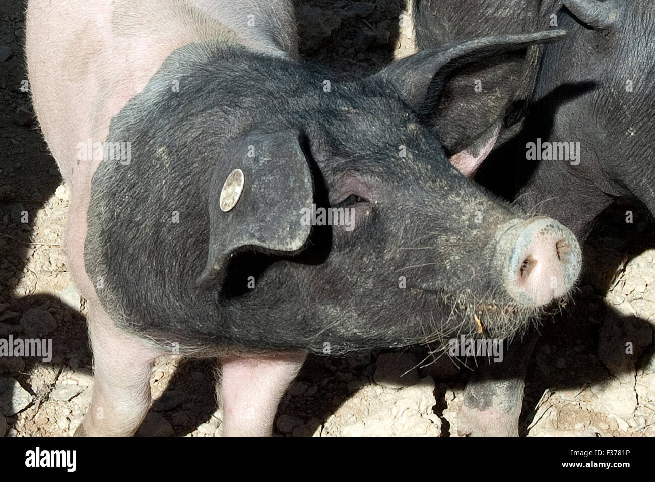 Sattelschwein, Deutsche, Nutztierrasse Stockfoto