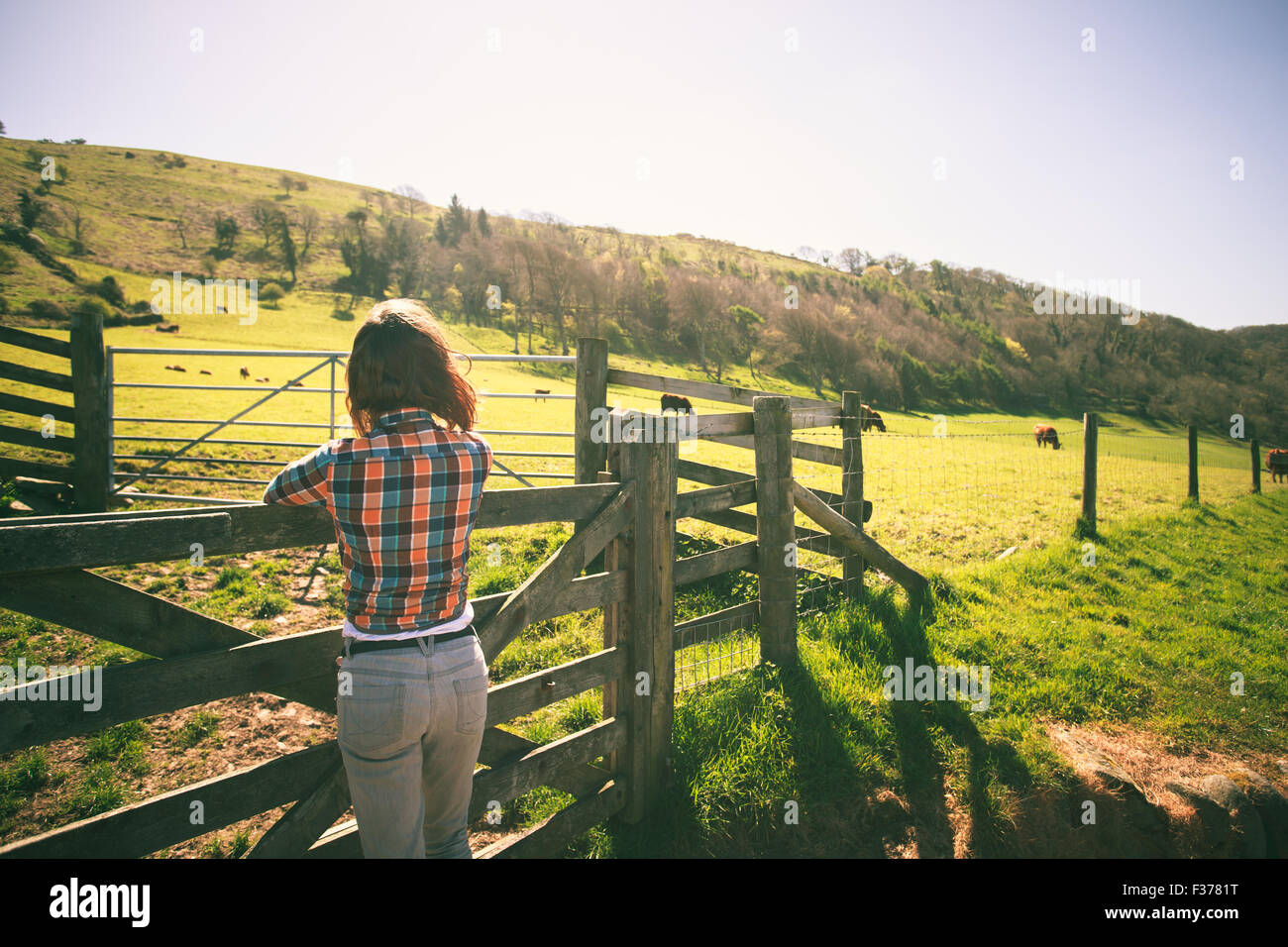 Junge Frau ist von einem Zaun auf einer Ranch mit Rindern in der Ferne stehen. Stockfoto
