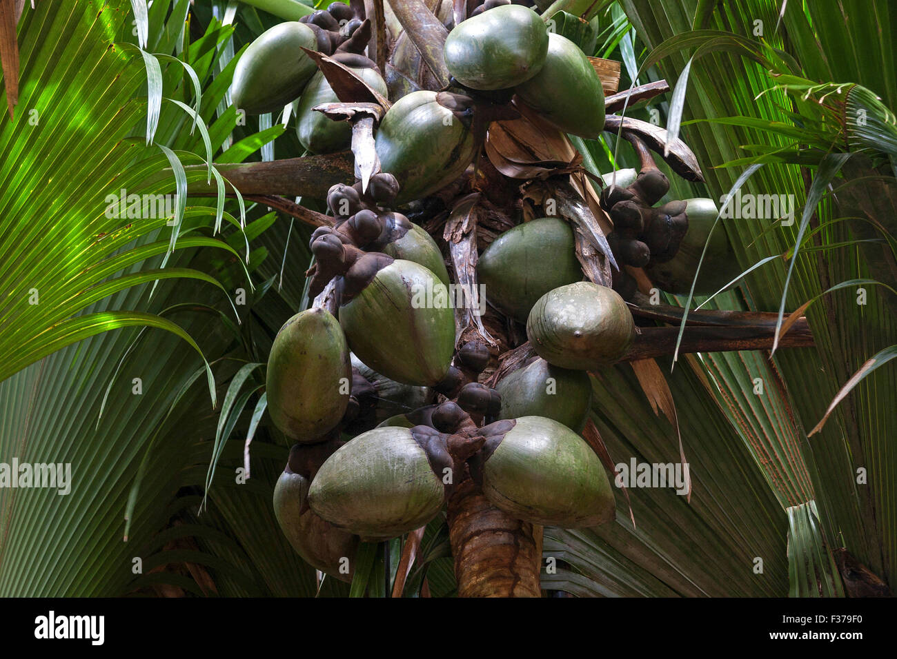Coco de Mer, weibliche unreifes Obst (Lodoicea Maldivica), endemische Palm-Baum-Spezies, Vallee de Mai Nationalpark Stockfoto