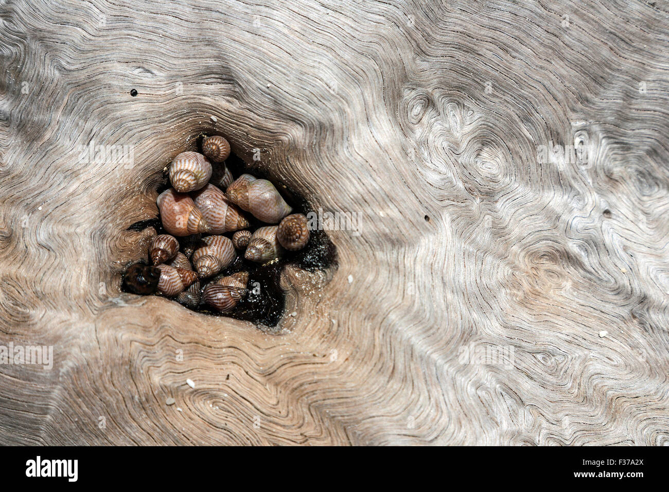 Muscheln, Schnecken (Littoraria Coccinea Glabrata), in einem Hohlraum