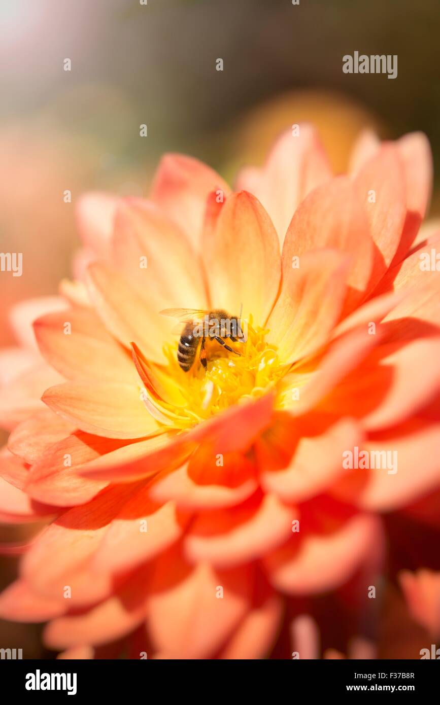 Honigbiene (Apis Mellifera) auf eine Blume Dahlie (Dahlia), Deutschland Stockfoto