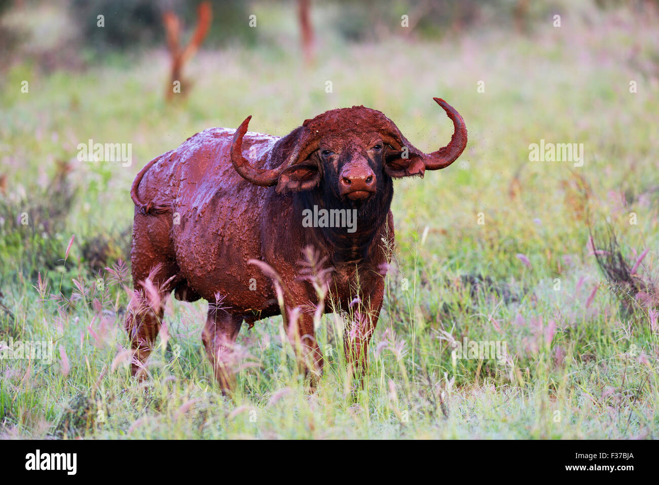 Afrikanischer Büffel oder Kaffernbüffel (Syncerus Caffer), bedeckt im Rotschlamm im Morgenlicht, Tsavo, Kenia Stockfoto