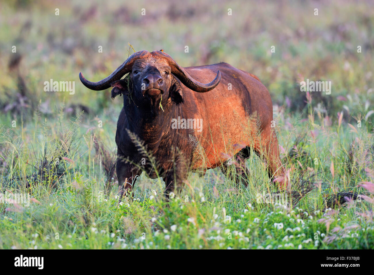 Afrikanischer Büffel (Syncerus Caffer), bedeckt im trockenen Schlamm im Morgenlicht, Tsavo, Kenia Stockfoto