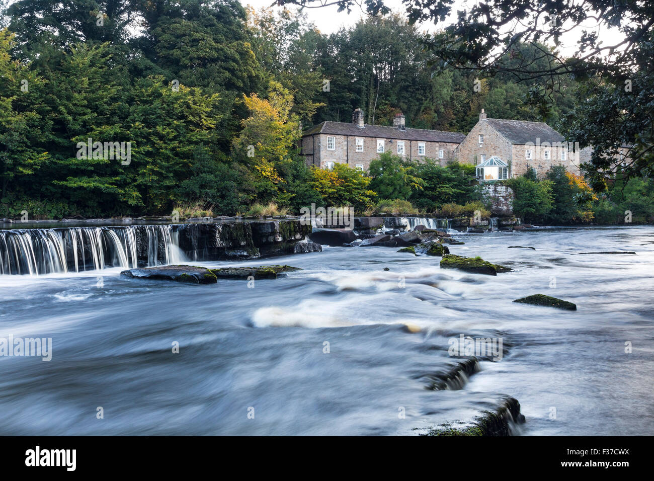 River Tees, Barnard Castle, Teesdale, County Durham.  Donnerstag, 1. Oktober 2015, UK Wetter.  Die ersten Anzeichen des Herbstes erscheinen auf den Bäumen rund um die Erziehungsunterrichten Mühle am Fluss Tees in Barnard Castle.  Im Allgemeinen war es eine kalte Start in den Tag für Nordengland mit einigen Teilen Frost erleben.  Temperaturen sind erwartete Erholung im Laufe des morgens und es wird voraussichtlich eine weitere schöne Herbsttag. Bildnachweis: David Forster/Alamy Live-Nachrichten Stockfoto