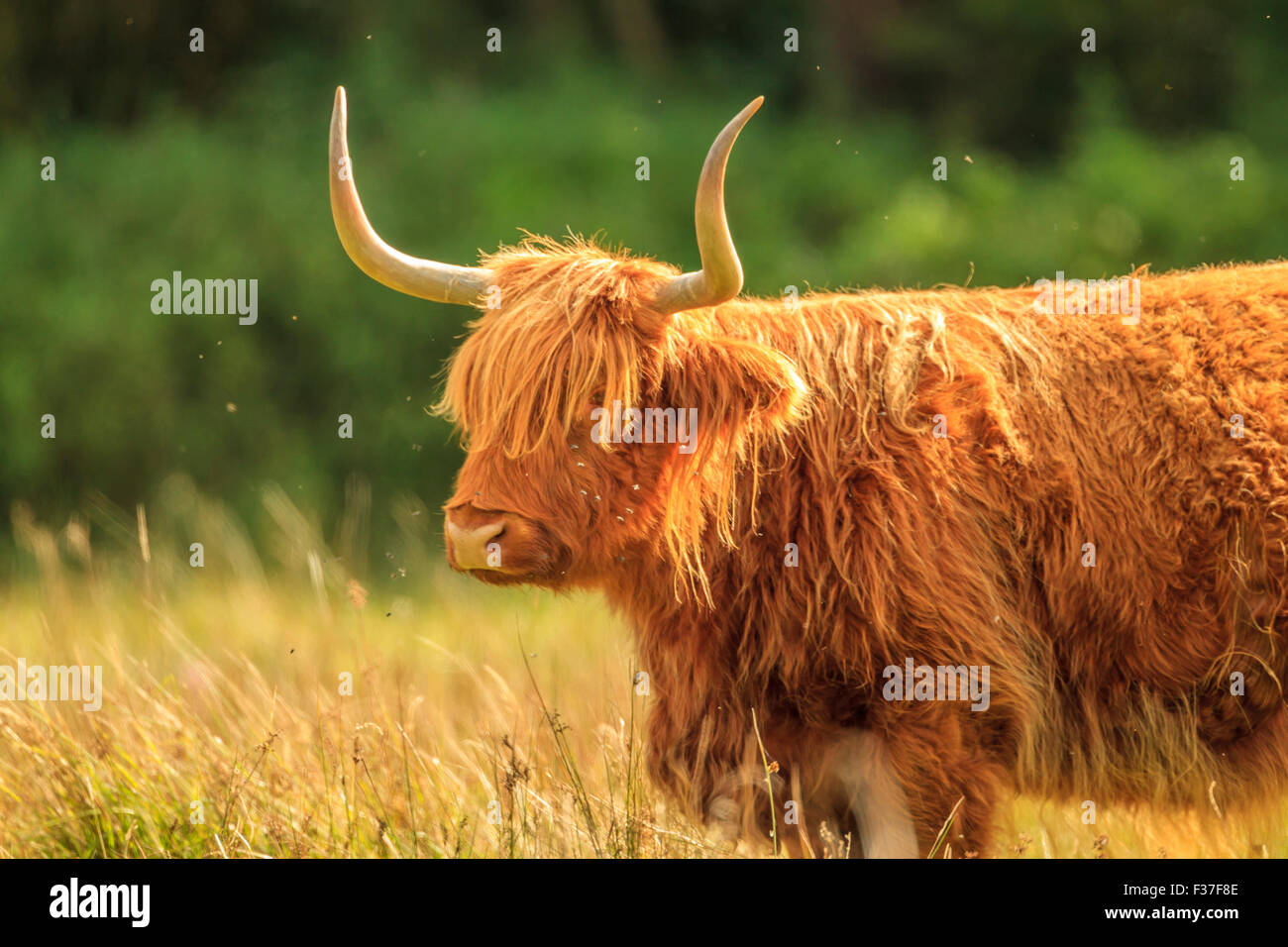 Hochlandrinder auf Wiese Stockfoto