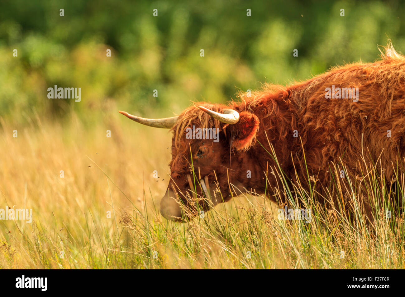Hochlandrinder auf Wiese Stockfoto