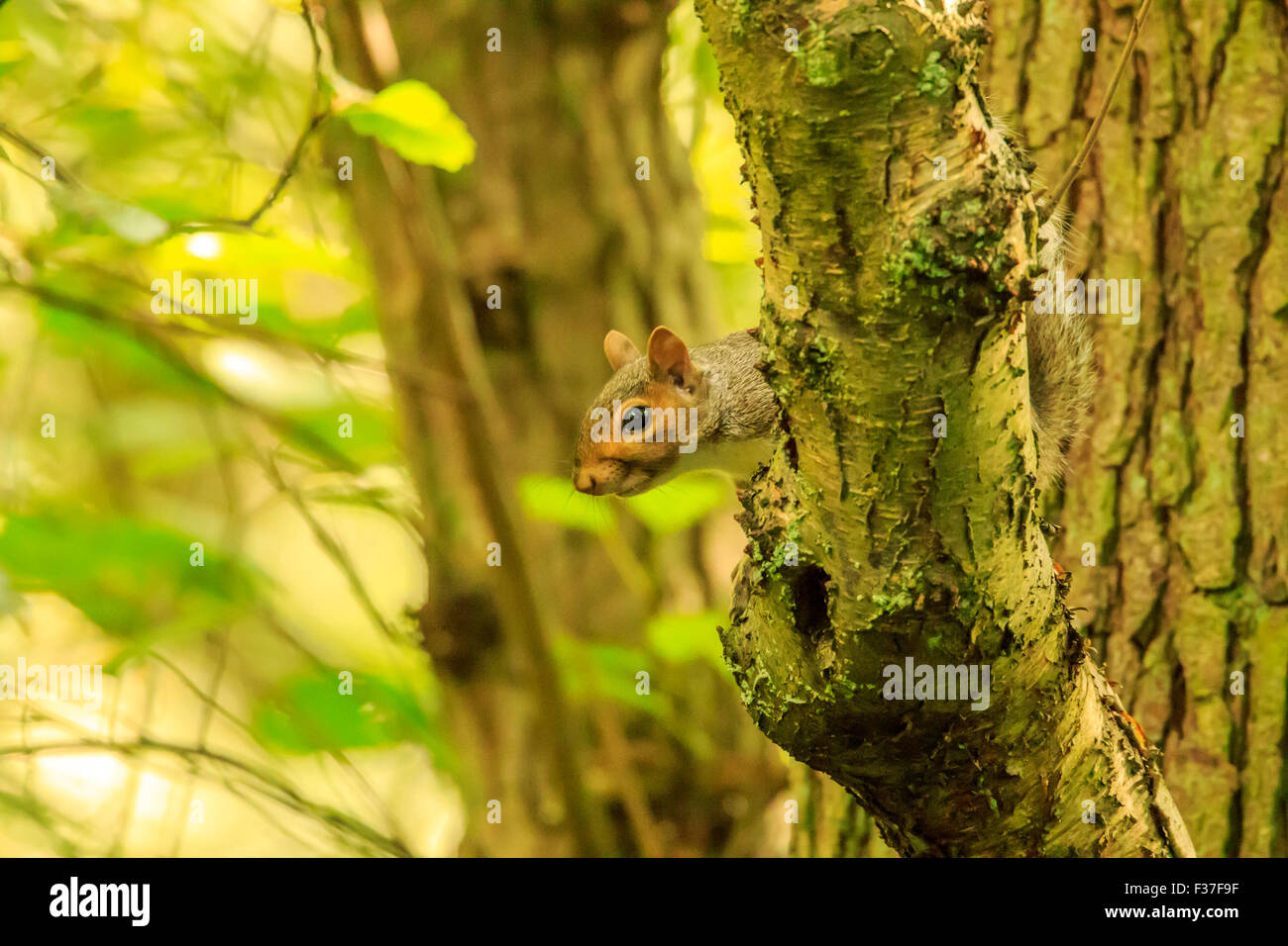 Laut Eichhörnchen Stockfoto