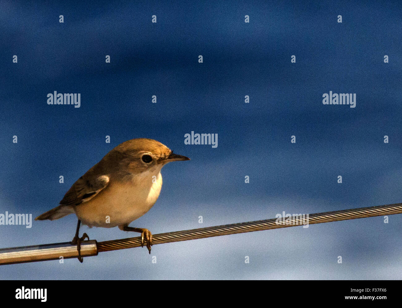 Weibliche Samtkopfgrasmücke Vogel Sitzstangen auf Geländer Yacht Stockfoto