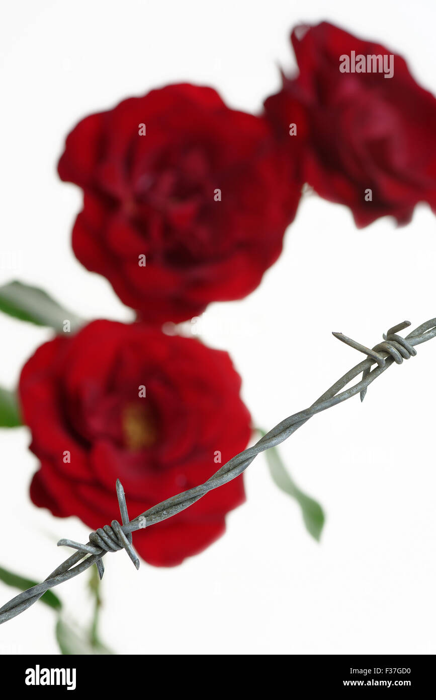Rosen hinter Stacheldraht Draht symbolisiert Zwang oder Einschränkung Stockfoto