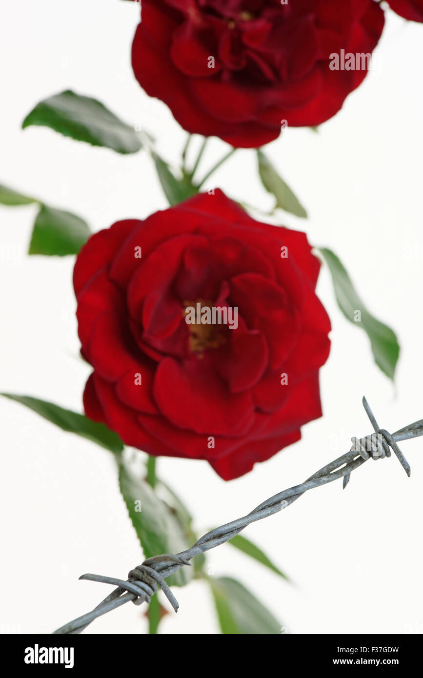 Rosen hinter Stacheldraht Draht symbolisiert Zwang oder Einschränkung Stockfoto