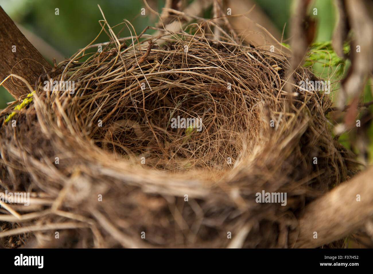Ein leeres Nest wie eine Amsel in einem schottischen Garten. Stockfoto