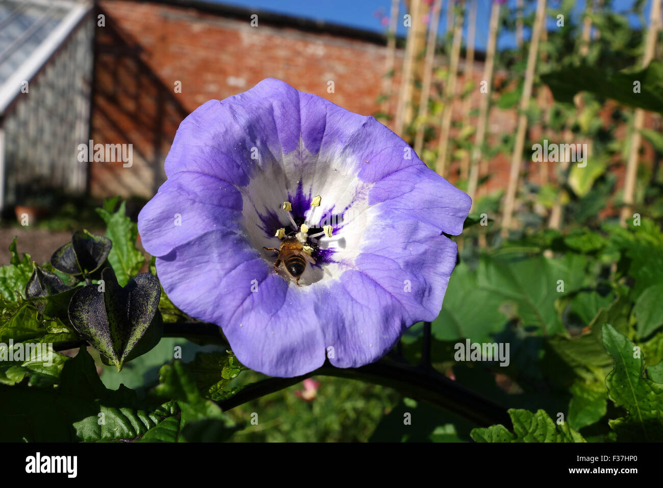 Nicandra Physalodes gemeinsamen Namen Apple von Peru und Husch-Fly Pflanze Stockfoto