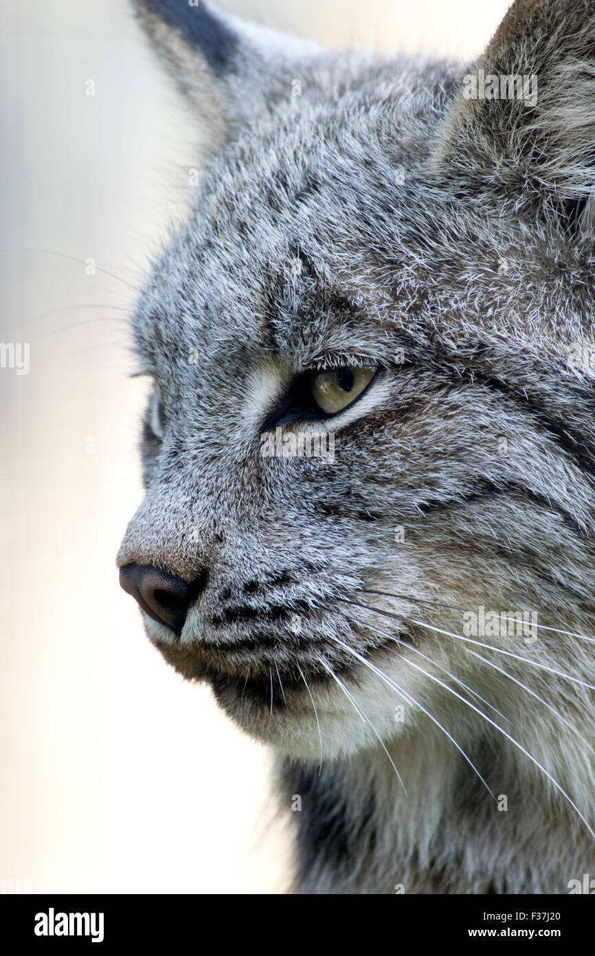 Nahaufnahme eines kanadischen Luchses. Stockfoto