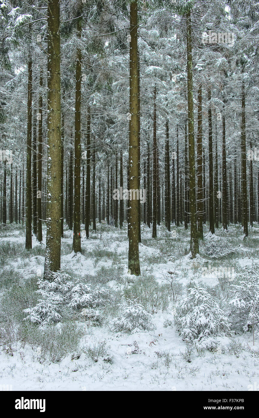 Kiefernwälder im Schnee am Croix-Scaille in den belgischen Ardennen Stockfoto