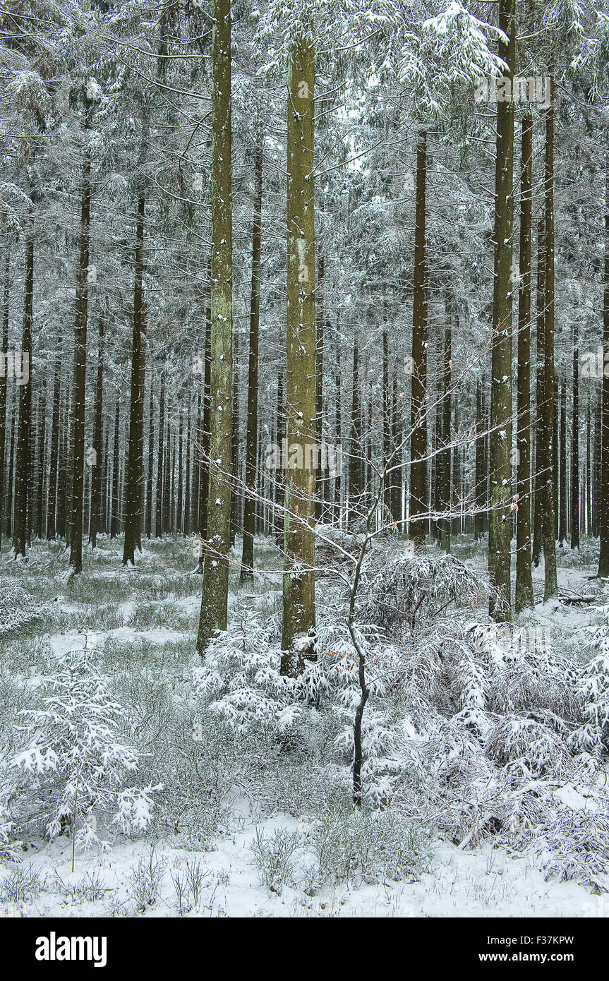 Kiefernwälder im Schnee am Croix-Scaille in den belgischen Ardennen Stockfoto