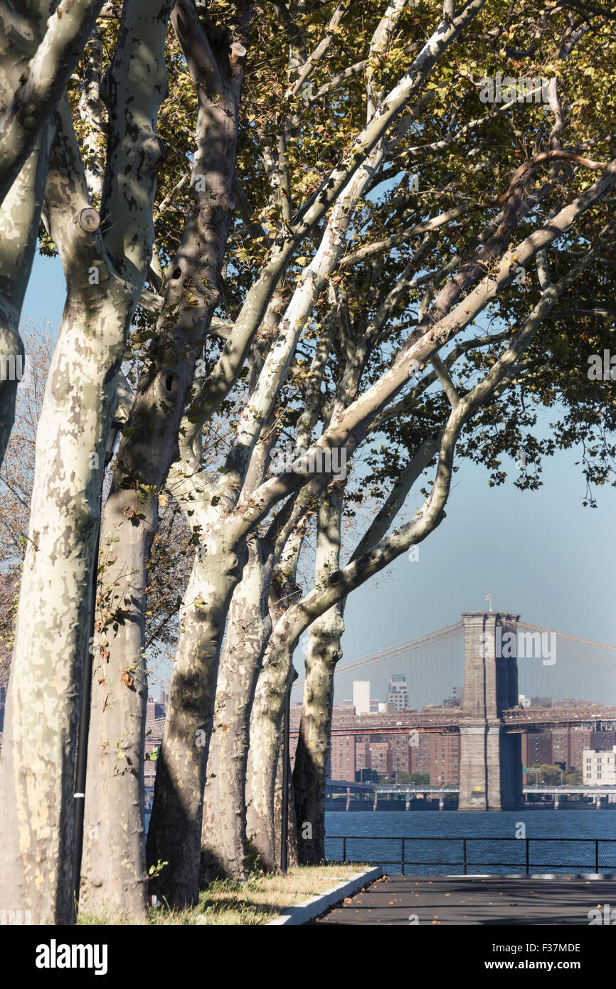 Blick auf die Brooklyn Bridge von Governors Island, New York City, USA Stockfoto