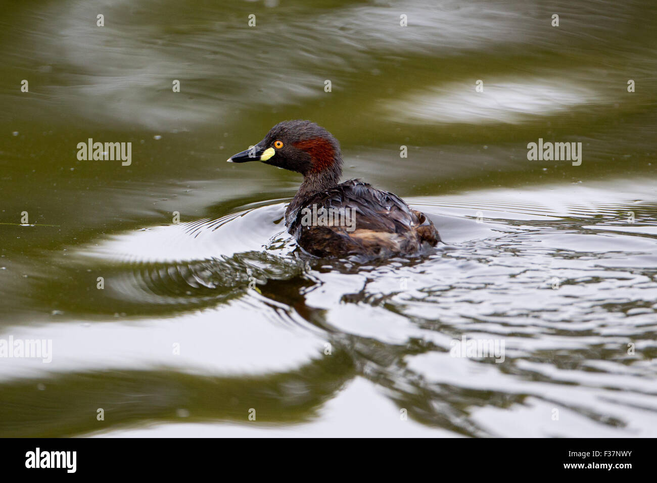 Australasian Grebe (Tachybaptus Novaehollandiae), Tomaten-See, Perth, Western Australia Stockfoto