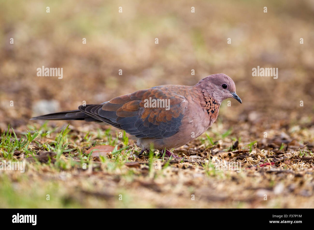 Lachende Taube (Spilopelia Senegalensis), Fütterung auf dem Boden, Perth, Western Australia Stockfoto