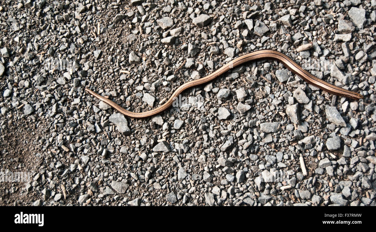 langsam-Wurm Schlange Stockfoto