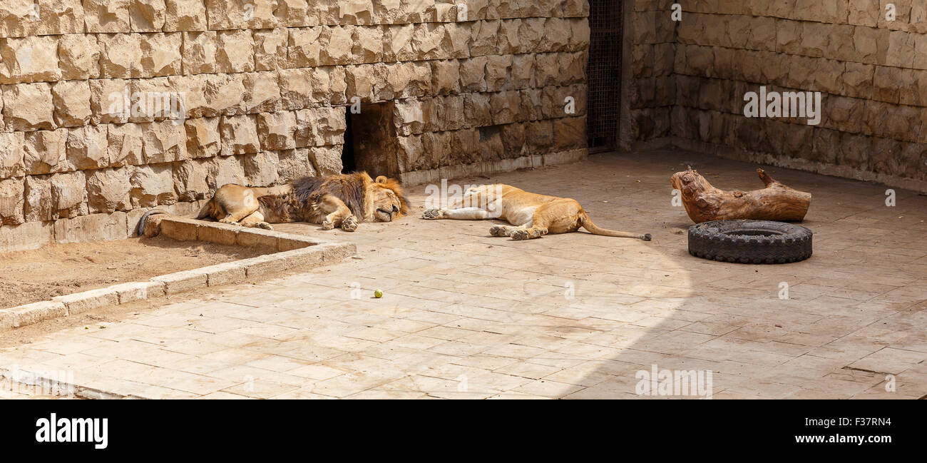 Löwe und Löwin Schlaf nach einem herzhaften Mittagessen im zoo Stockfoto