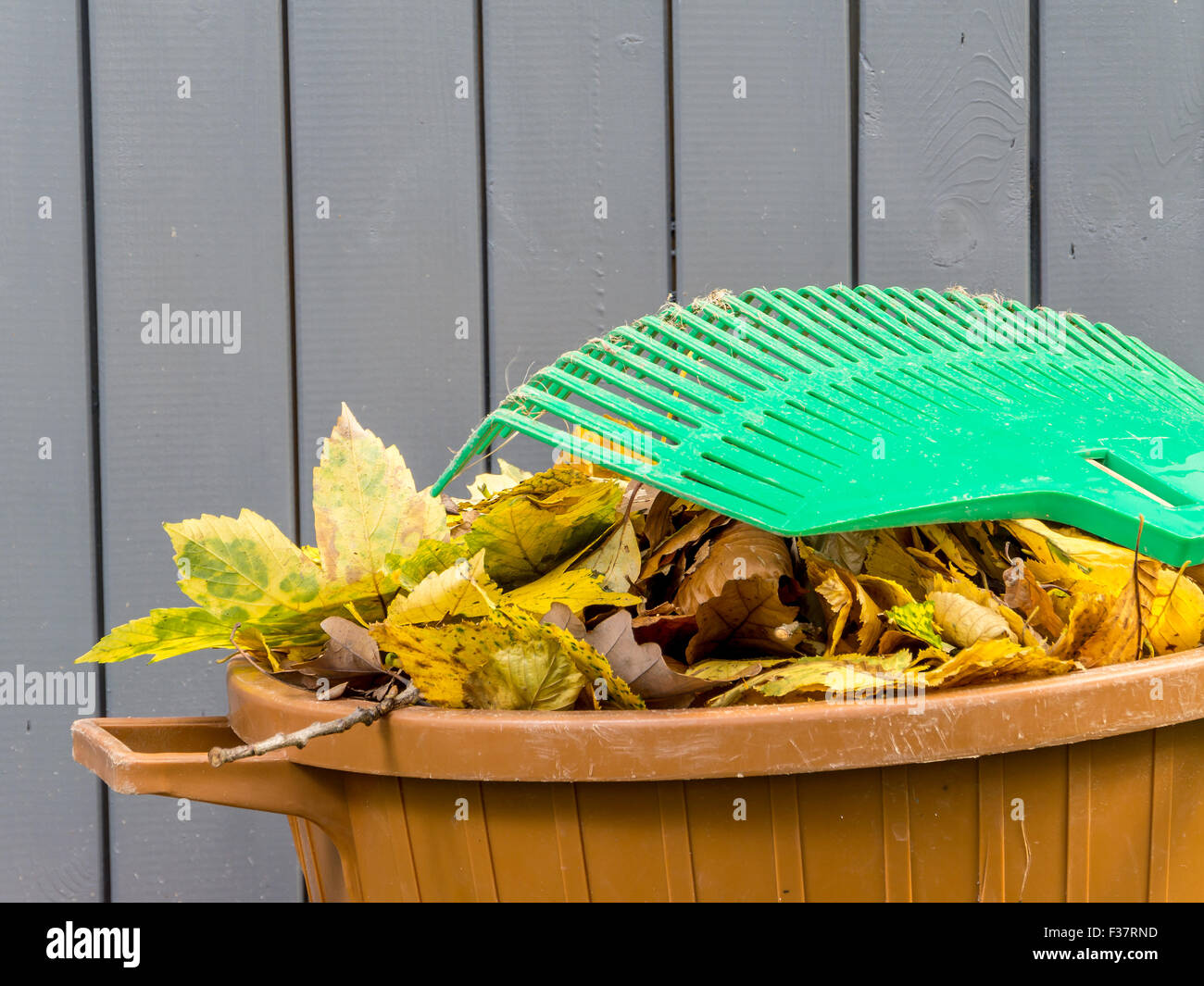 Haufen von Toten fallen Blätter gefegt und in Plastikeimer mit Ventilator Rechen ruht darauf geschüttet Stockfoto