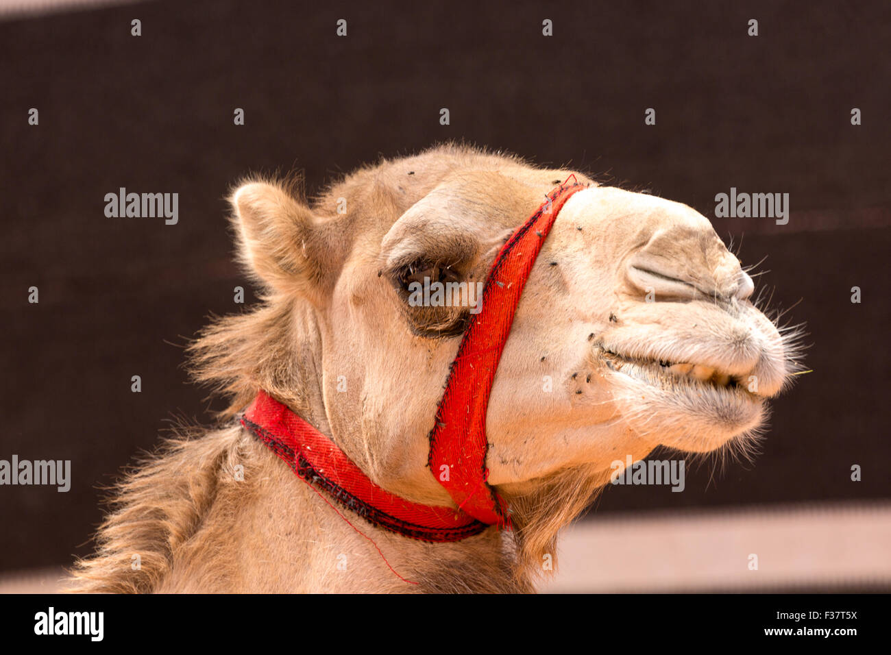 Wadi Rum Jordanien Naher Osten einer buckligen Dromedar (Camelus Dromedarius) Stockfoto