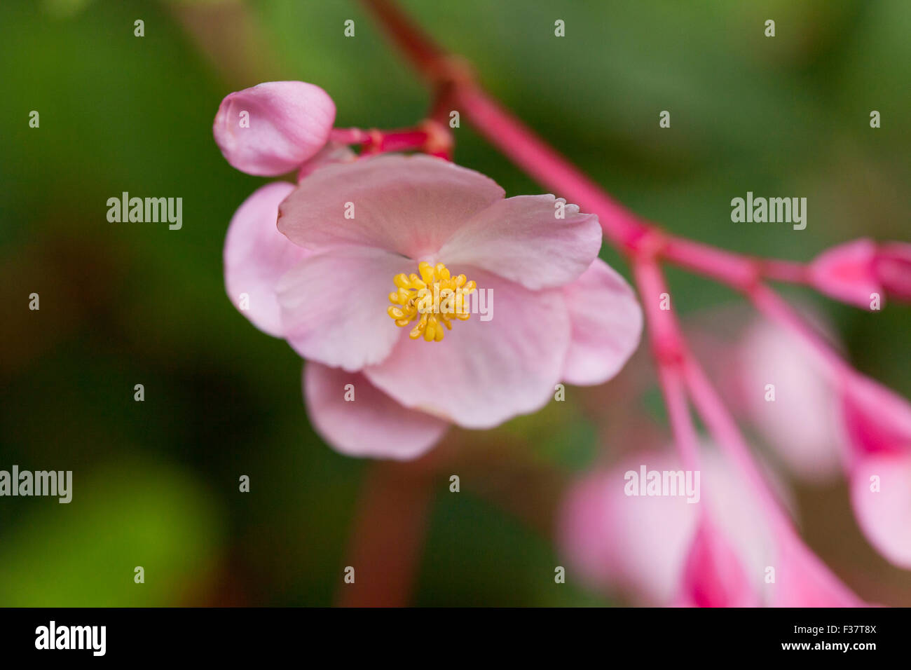 Rosa Begonie Blumen (Begonia Obliqua) - USA Stockfoto