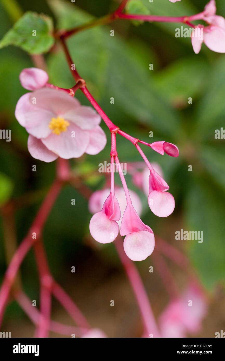 Rosa Begonie Blumen (Begonia Obliqua) - USA Stockfoto
