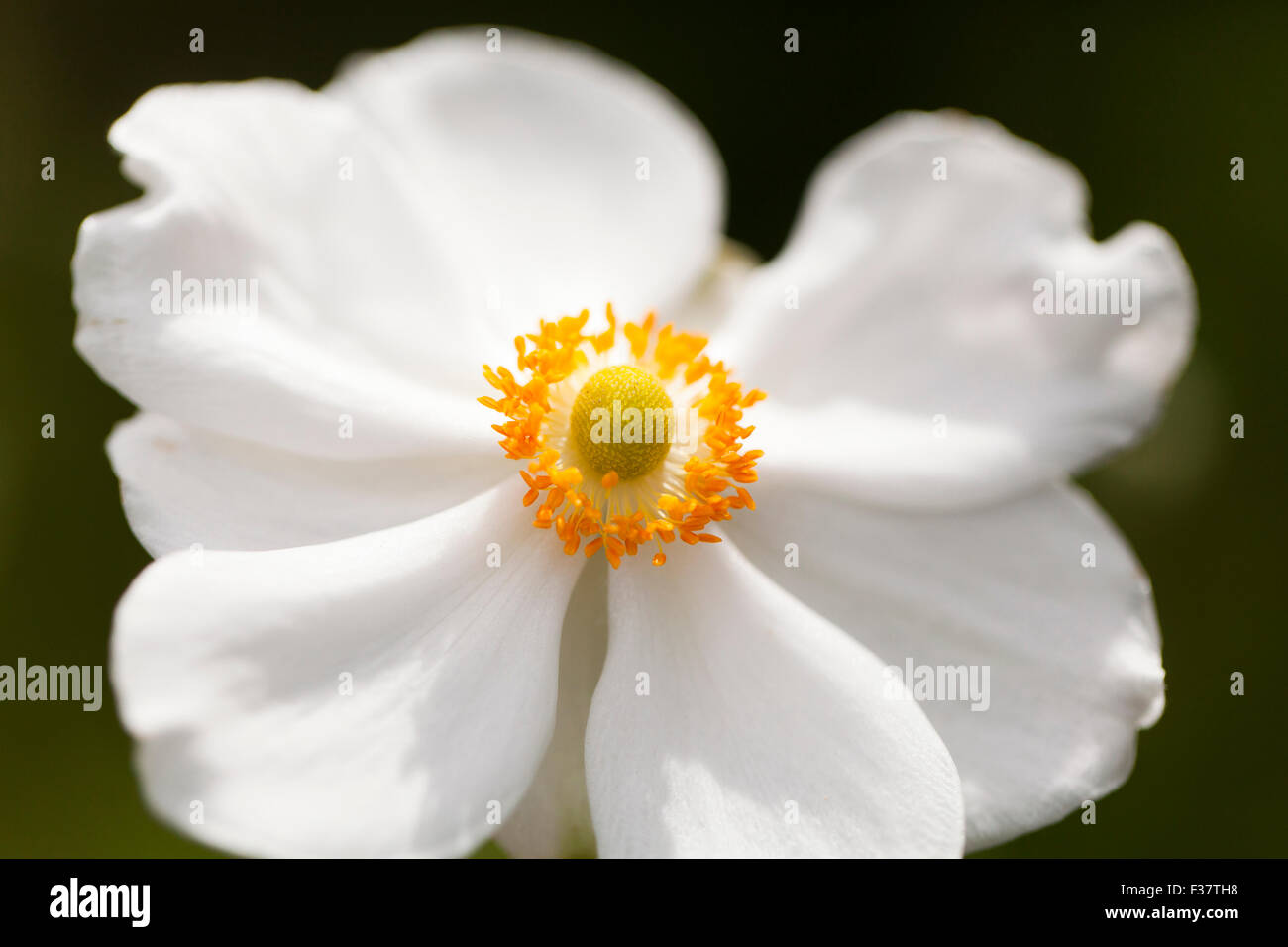 Japanische Anemonenblume (Hybrid Honorine Jobert) Stockfoto