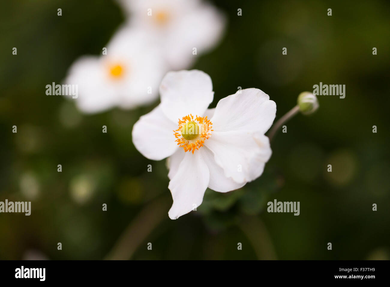 Japanische Anemonenblume (Hybrid Honorine Jobert) Stockfoto