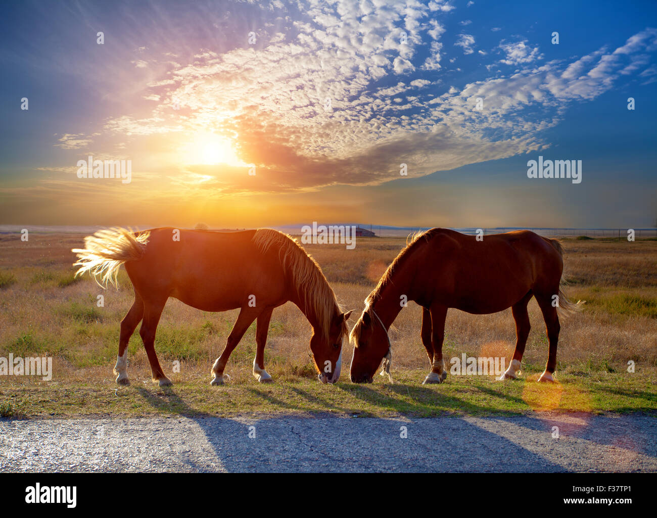 Zwei Pferde grasen auf einer Wiese bei Sonnenuntergang Stockfoto