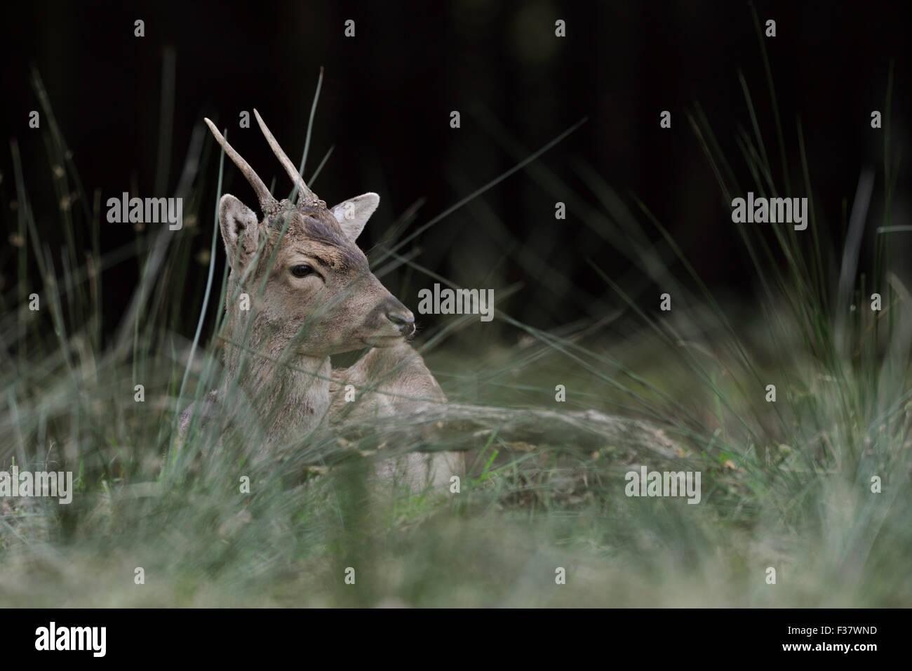 Young-Damwild / Damhirsch (Dama Dama) liegt zwischen hohen Rasen am Rande eines dunklen Waldes. Stockfoto