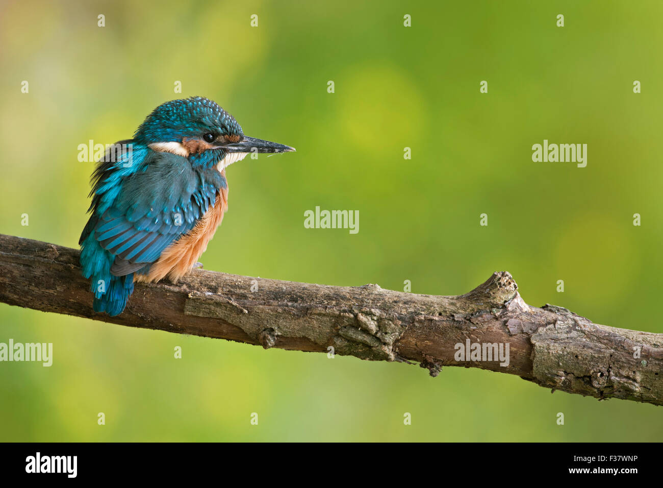 Sehr junger prekärer gemeiner Eisvogel / Eisvogel ( Alcedo atthis), der auf einem Zweig thront, Wildtiere, Europa. Stockfoto