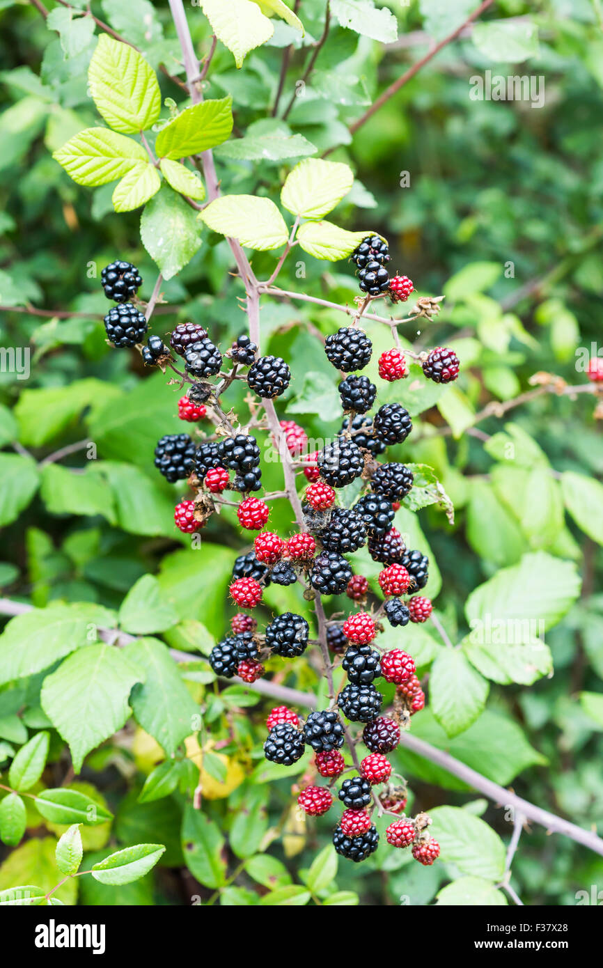 Brombeere Frucht (Rubus SP.) auf einem Ast. Stockfoto