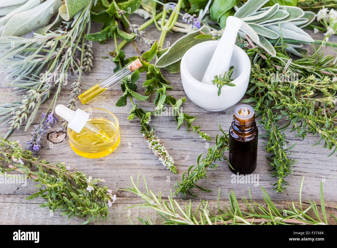 Sortiment von Kräutern verwendet Fot ätherische Öle. Stockfoto