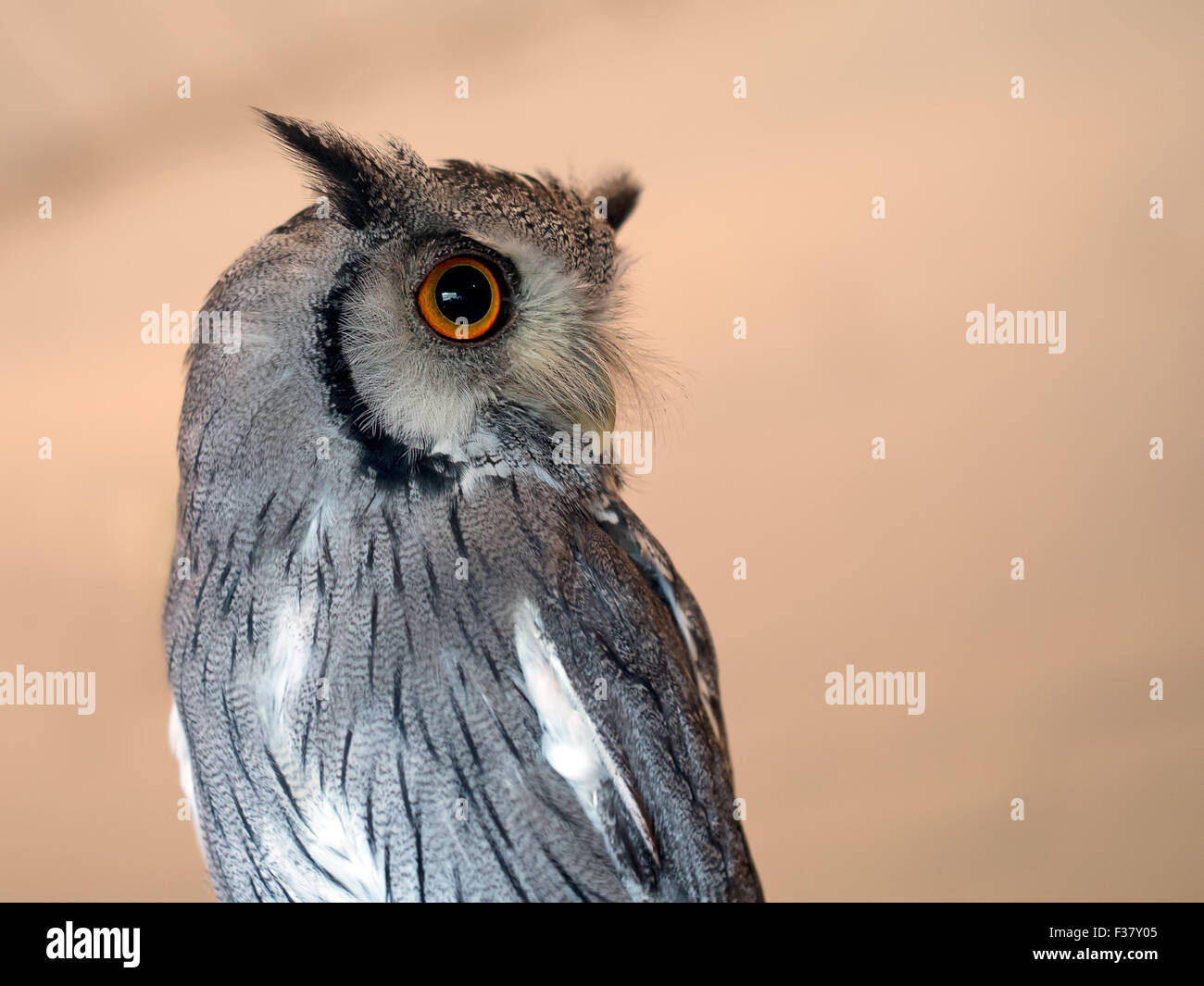 Kleinen Greifvogel. Weiße konfrontiert Zwergohreule Eule. Aka die Transformer-Eule. Stockfoto