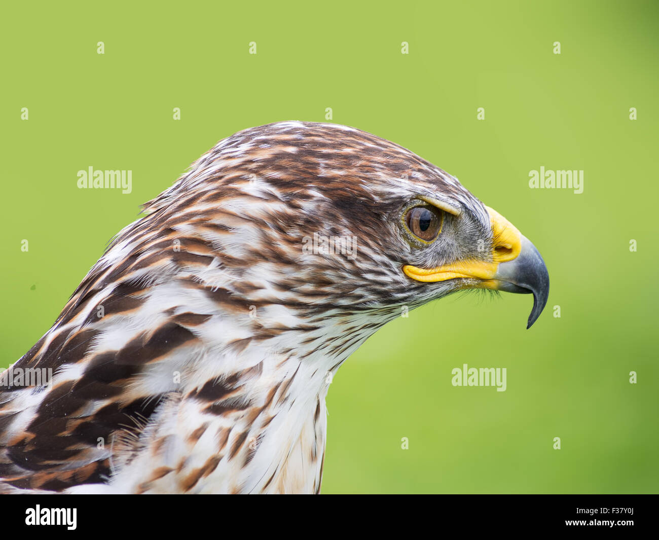 Eisenhaltige Bussard, Profil. Bird Of Prey. Buteo Regalis. Stockfoto