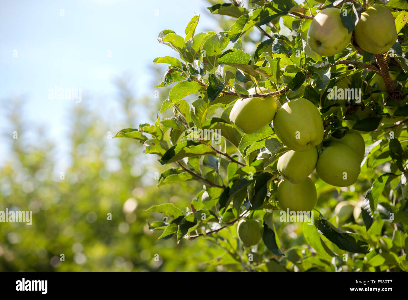 Zweig mit frische grüne Äpfel an einem Baum in einem Apfelgarten. Sie sind reif süß und saftig und bereit für die Kommissionierung. Stockfoto