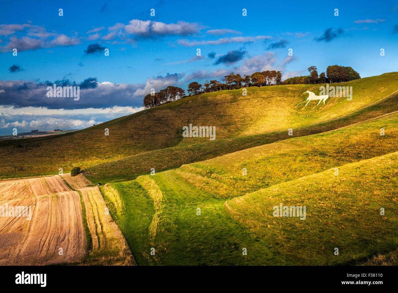 Das White Horse am Cherhill in Wiltshire. Stockfoto