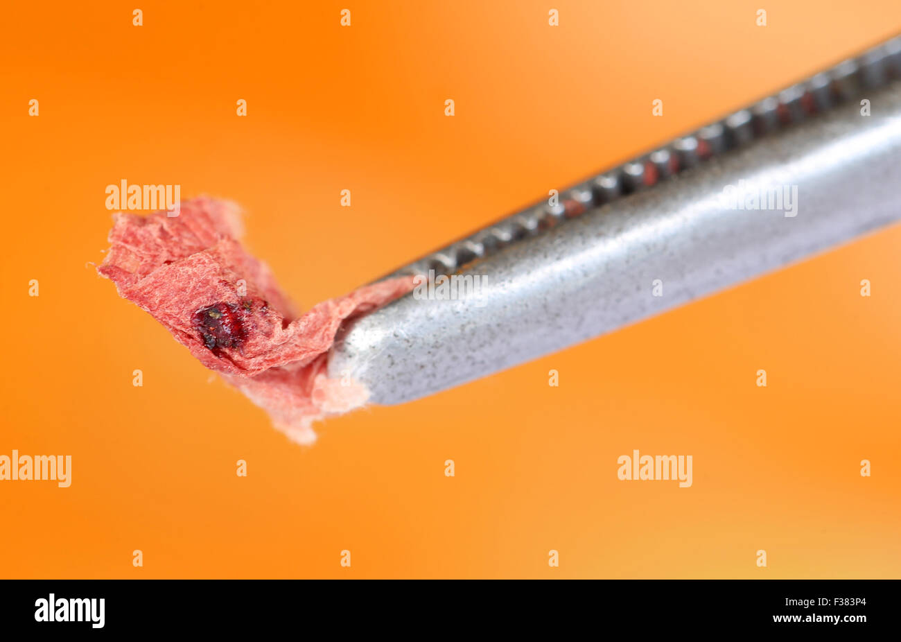 Blut im Tissue-Papier für forensische Analyse Stockfoto