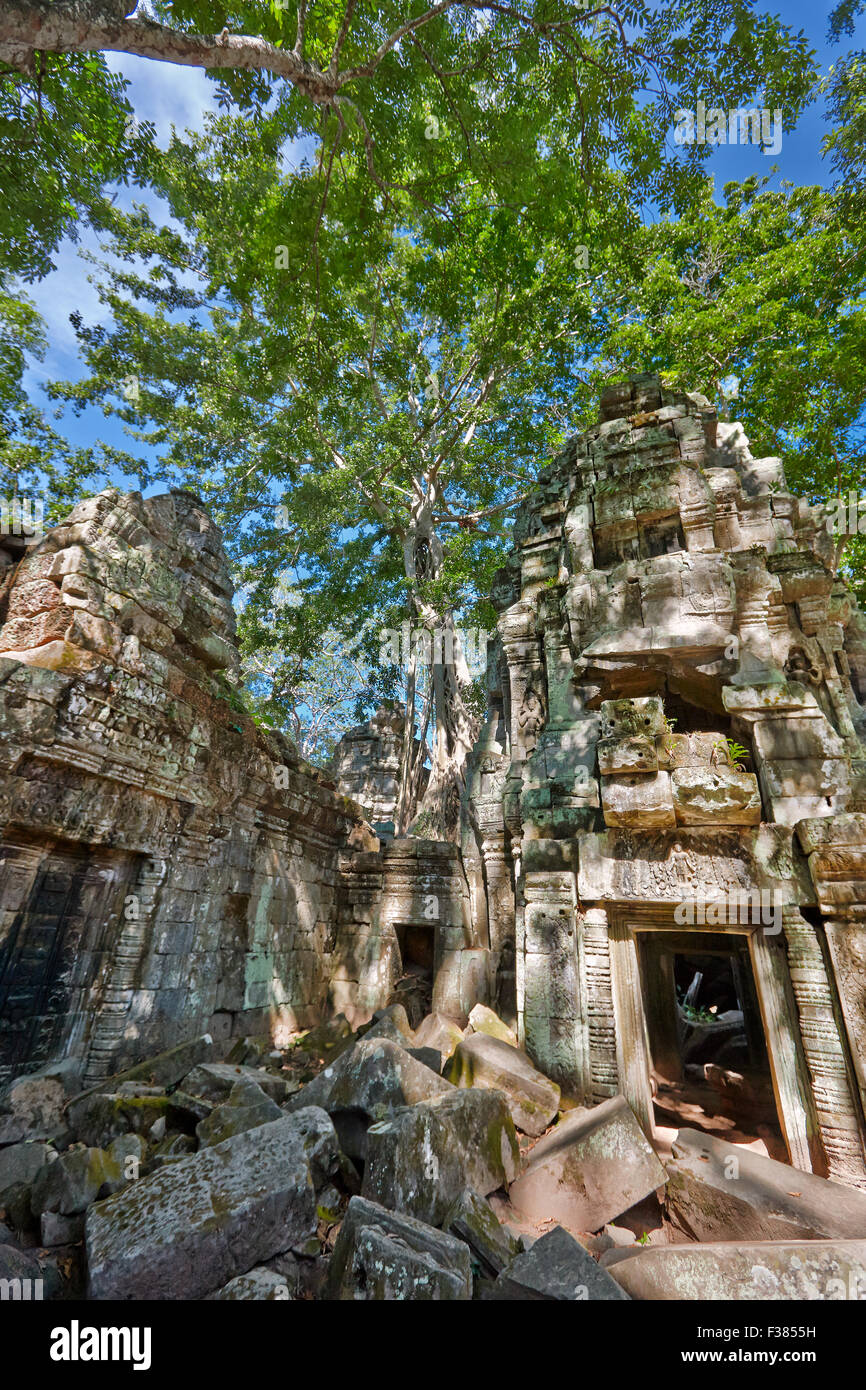 Ta Prohm Tempel. Angkor archäologischer Park, Siem Reap Provinz, Kambodscha. Stockfoto