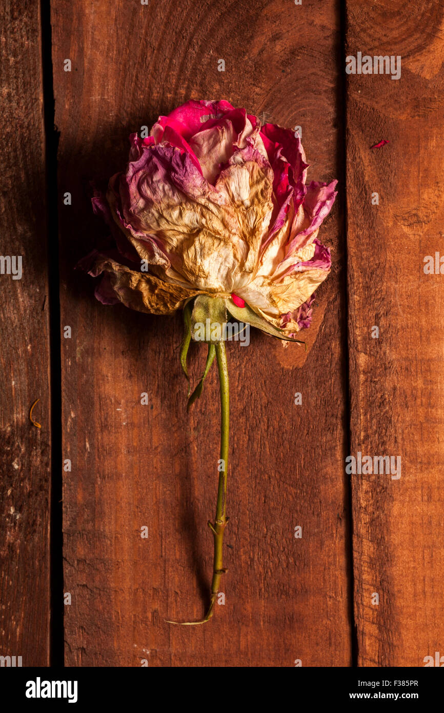 Grunge verwelkte Rose über alten hölzernen Hintergrund Stockfoto
