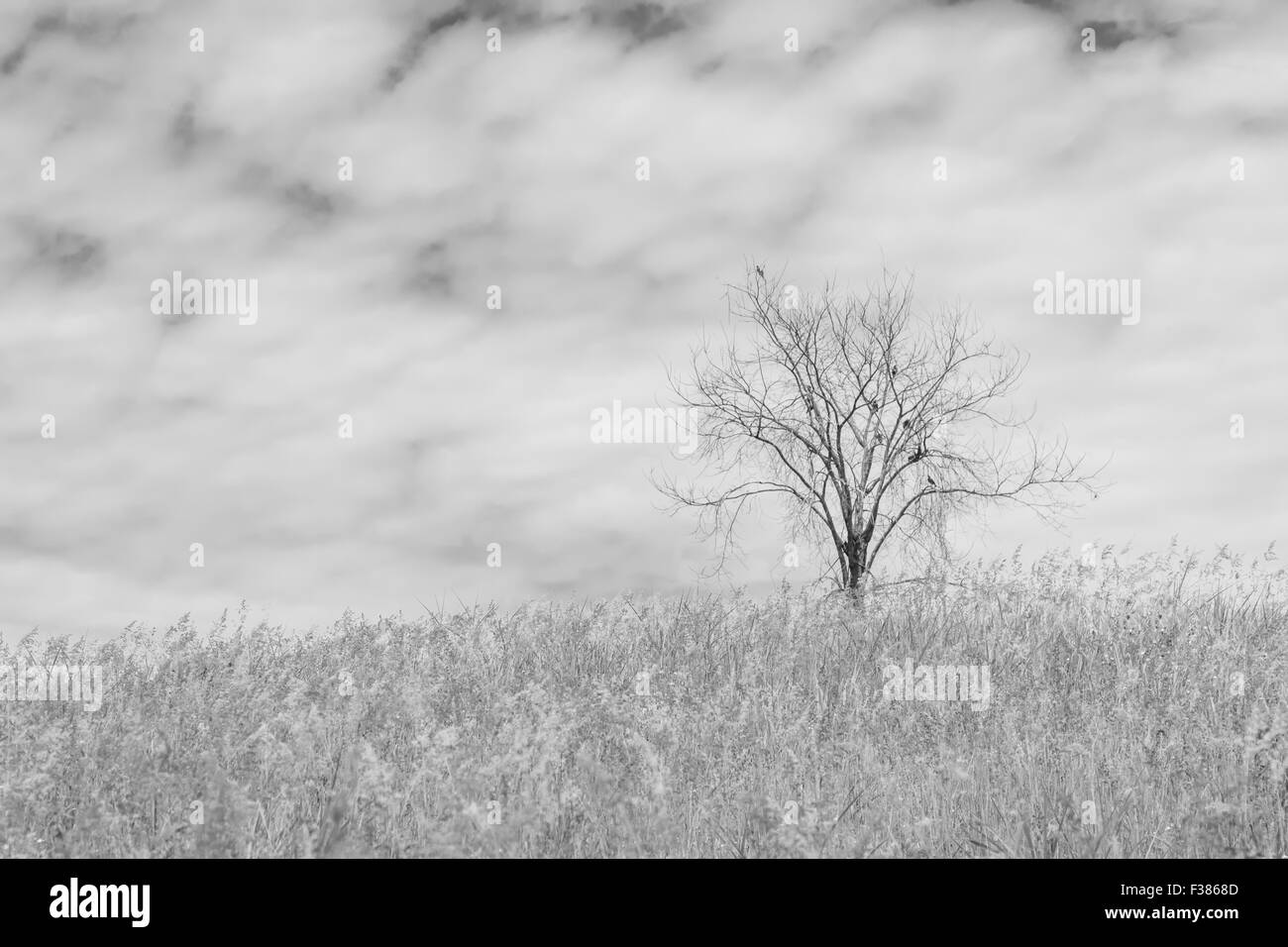 trockenen Baum auf dem Feld und Himmel auf schwarzen und weißen Hintergrund Stockfoto