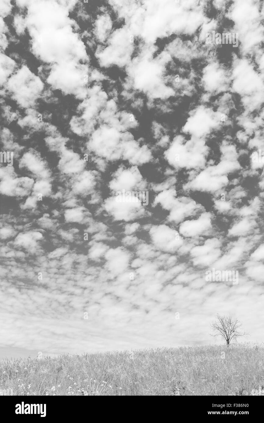 trockenen Baum auf dem Feld und schönen Himmel auf schwarzen und weißen Hintergrund Stockfoto